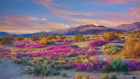 砂漠を彩る野生の花々