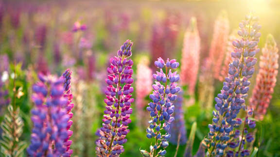 草原に彩りを添える紫の花穂