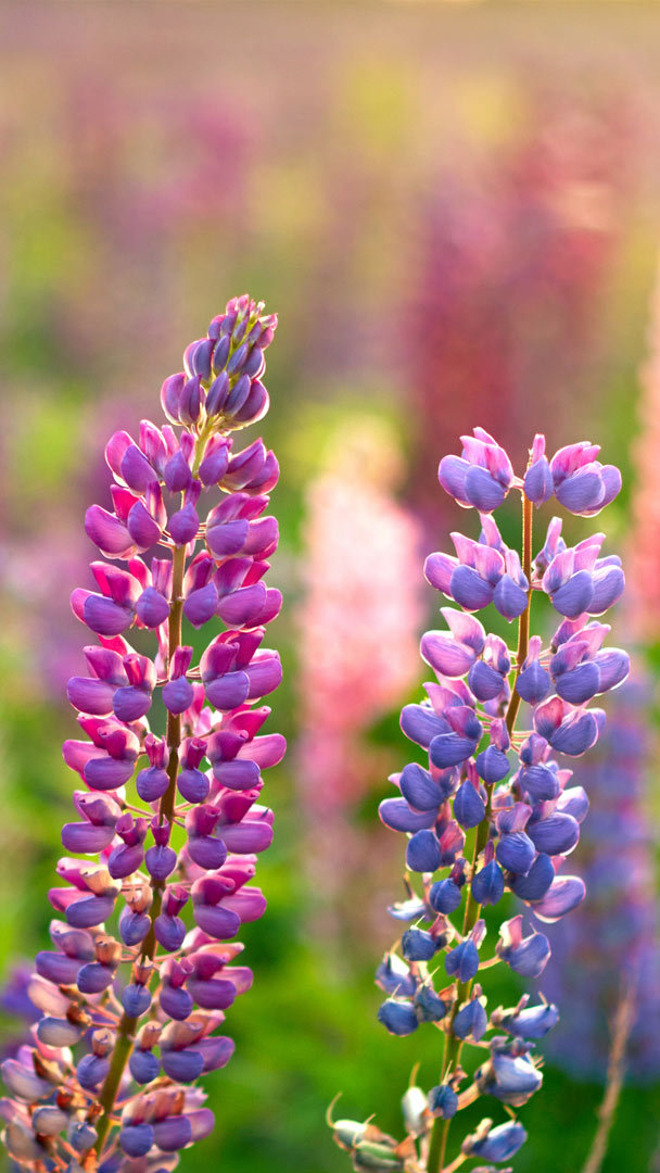 Lupine Flower Wallpaper