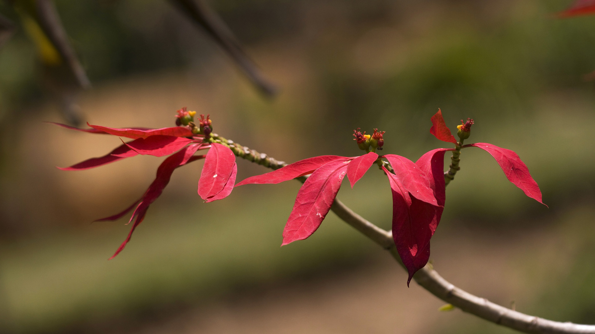 Bing image: Poinsettia flower - Bing Wallpaper Gallery