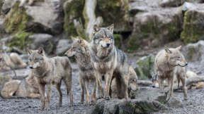 Le loup gris