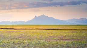 丘陵を染める一面の野生花