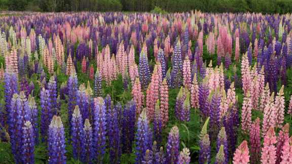 Blooming lupines in Newfoundland