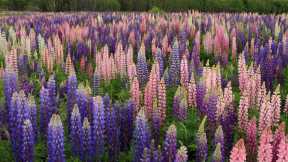 Blooming lupines in Newfoundland