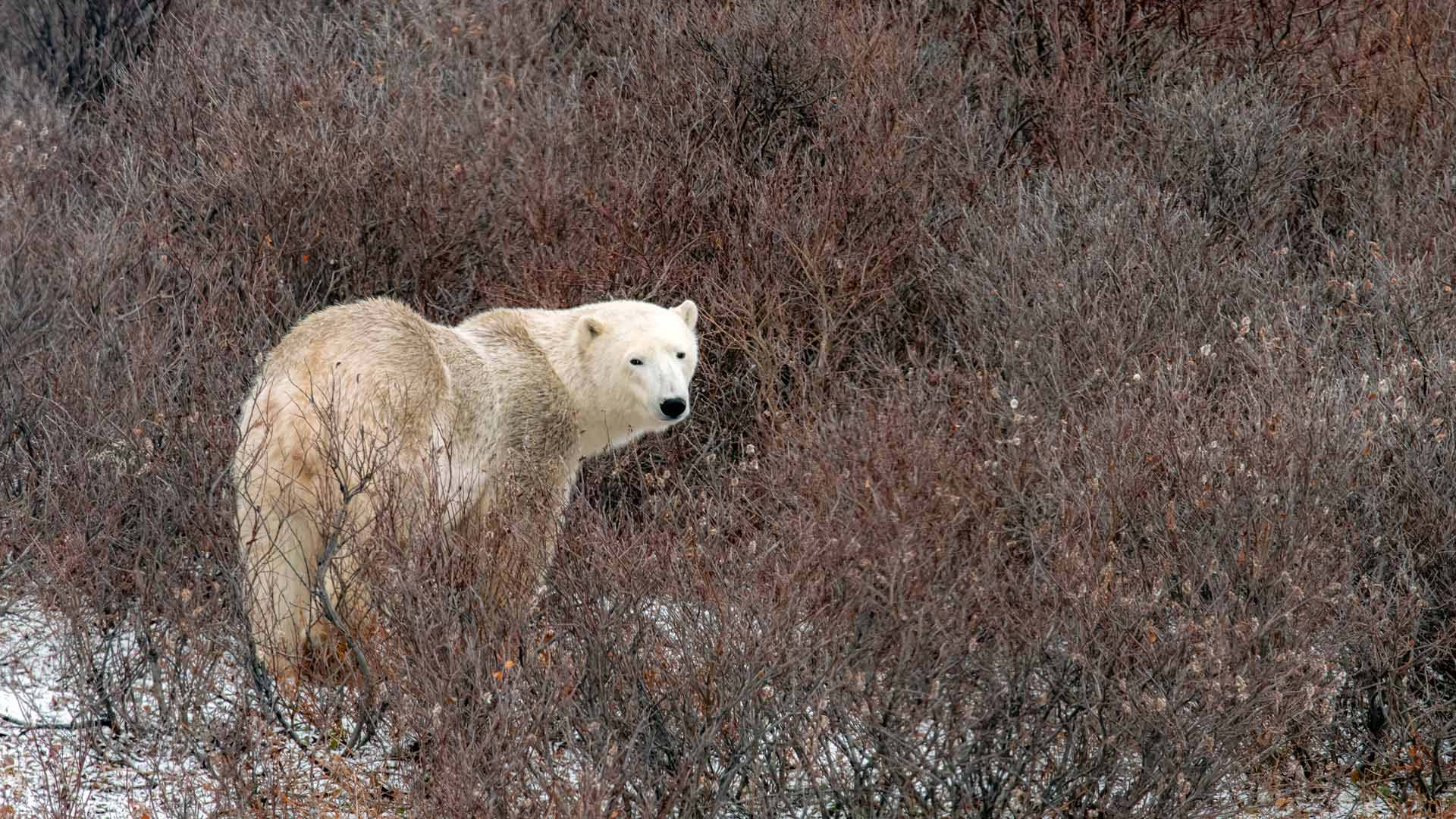 Semaine de lours polaire au Manitoba, Canada