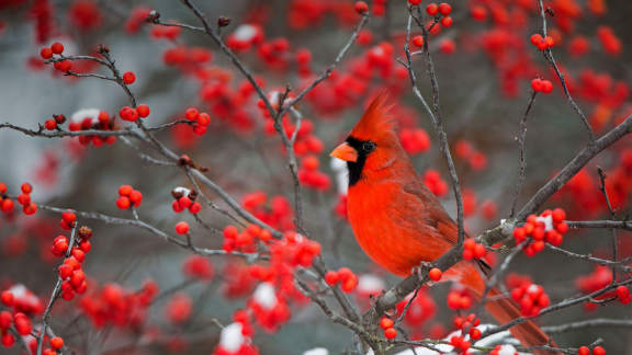 Farbtupfen in der Winterlandschaft