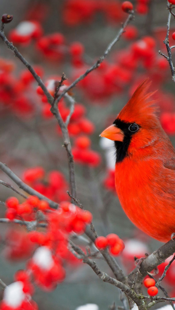 Download free Cardinal Red Animal IPhone Wallpaper Mobile Wallpaper  contributed by schaer Cardinal Red Animal IPhone Wallpap  Pet birds  Beautiful birds Animals