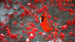 Northern cardinal in winterberry bush