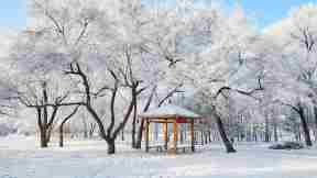 美丽的雾凇景色