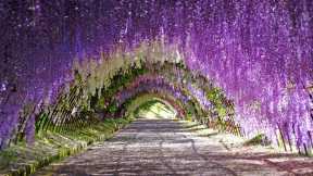 Purple flowers and Golden Week