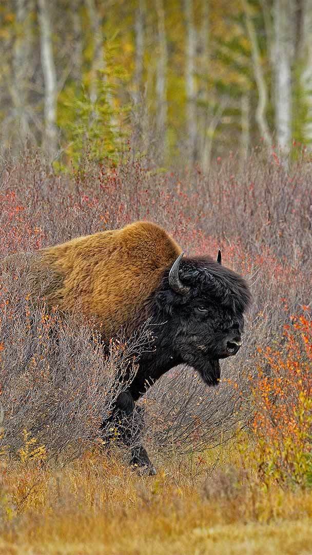 The largest American bison around