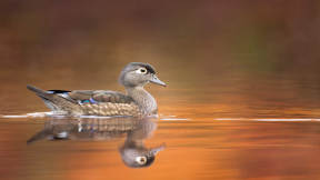World Migratory Bird Day