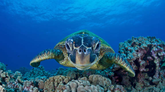 Bing image: Green sea turtle on World Oceans Day - Bing Wallpaper Gallery