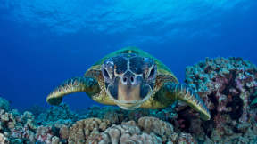 Green sea turtle on World Oceans Day