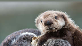 A curious little otter pup