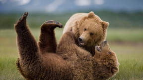 Grizzly bears, Katmai National Park and Preserve, United States