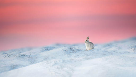 Mountain hare hopping into Lunar New Year