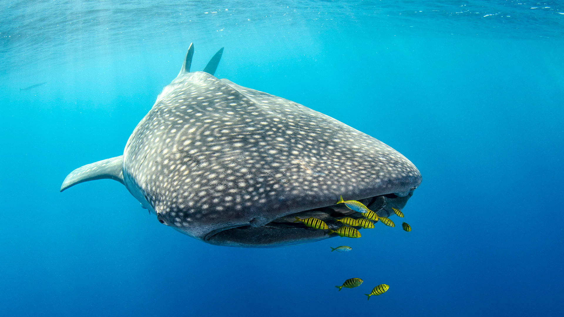 Whale shark and golden trevally, West Papua, Indonesia