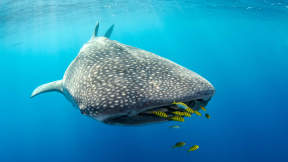 Journ&eacute;e internationale du requin-baleine
