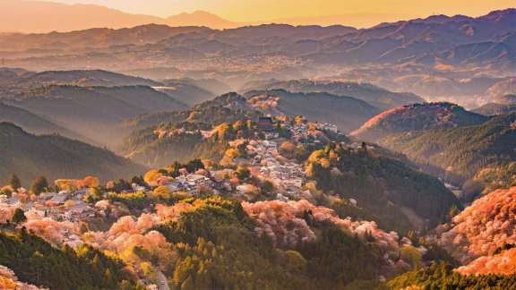 The mountain of 30,000 sakura