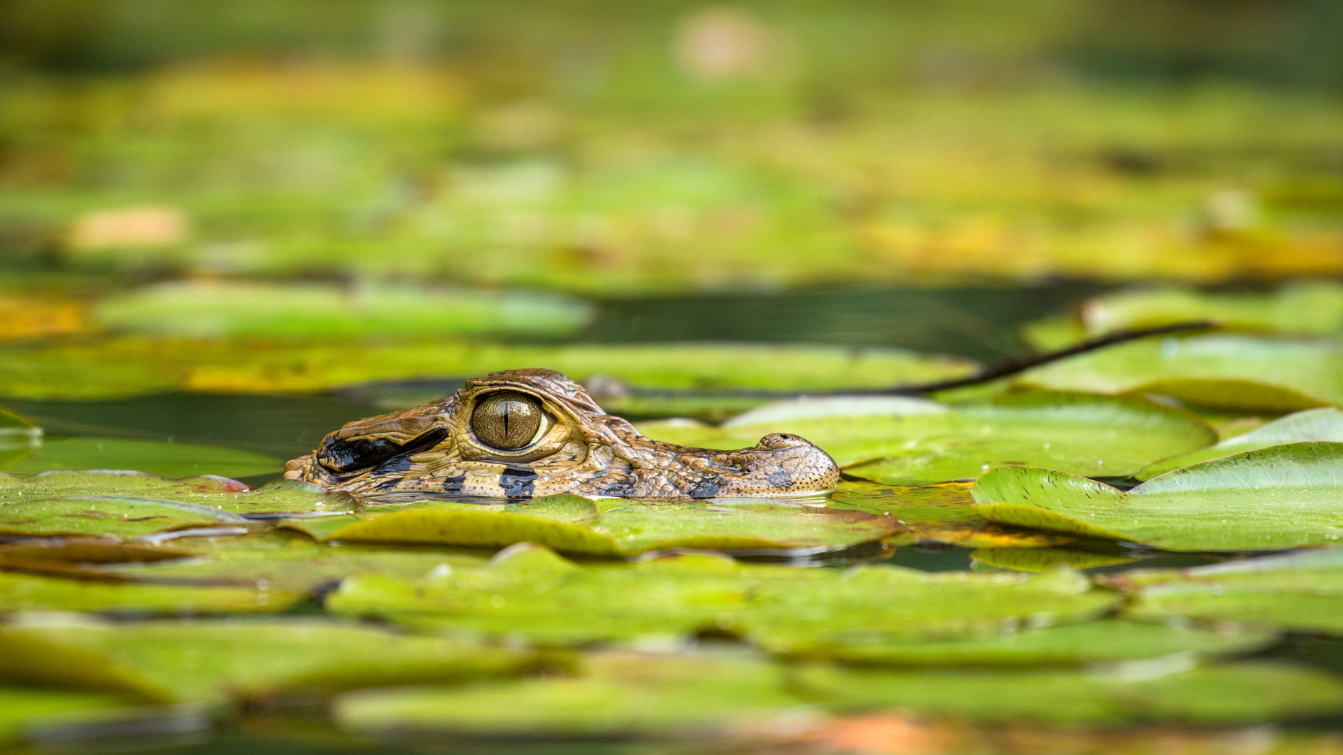 Bing image: Young black caiman, Tambopata National Reserve, Peru - Bing ...