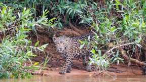 A young jaguar on a riverbank, Pantanal, Brazil