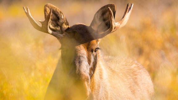 Ein junger Elchbulle im Denali-Nationalpark, Alaska, USA