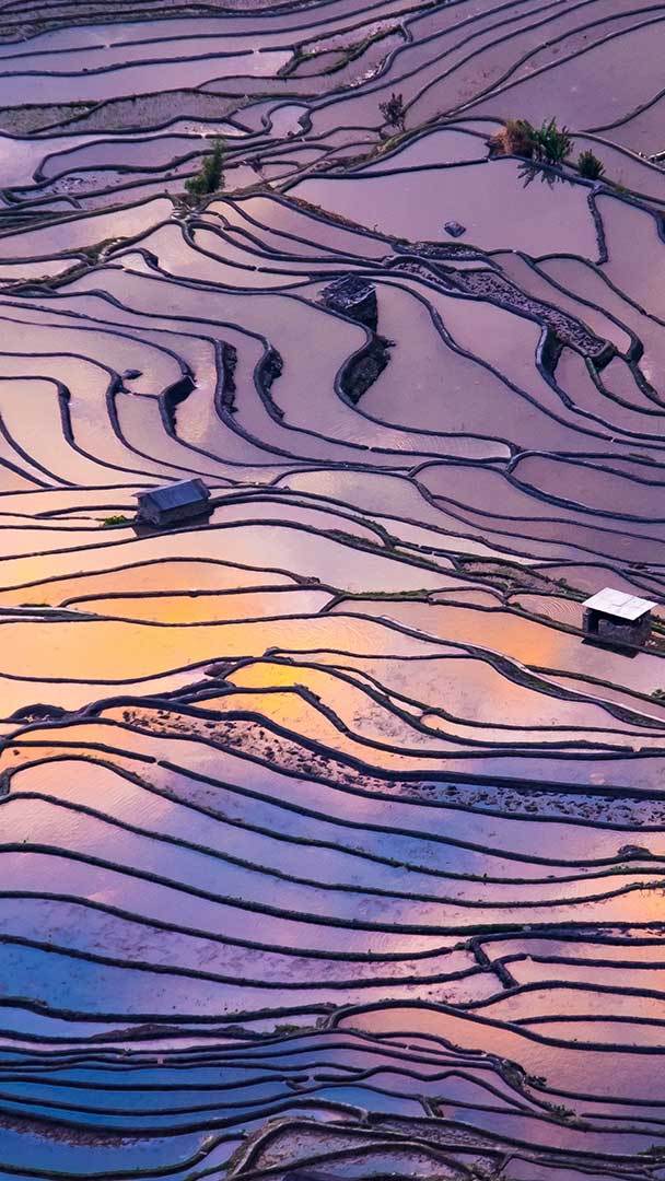 Terraced rice fields, Yuanyang County, China