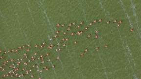 Caribbean flamingos, Yucatán Peninsula, Mexico