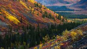 Autumn in the Ogilvie Mountains, Yukon