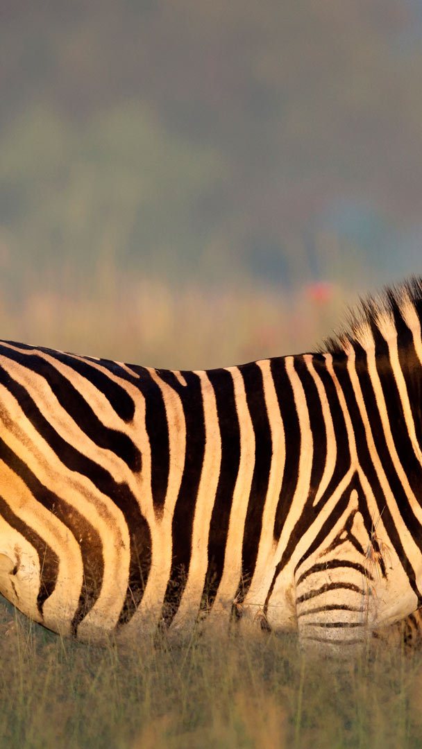 Bing HD Wallpaper Jan 31, 2024: International Zebra Day - Bing Wallpaper  Gallery