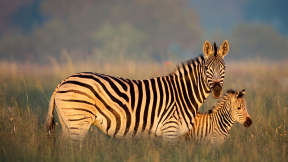 Burchell-Zebra Mutter und Fohlen, Rietvlei Nature Reserve, Südafrika