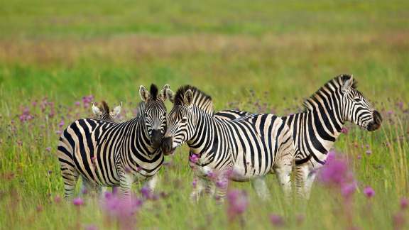 Zebre che si godono la giornata