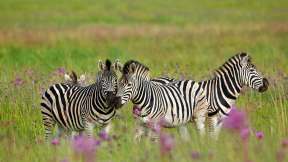Zebras enjoying their day