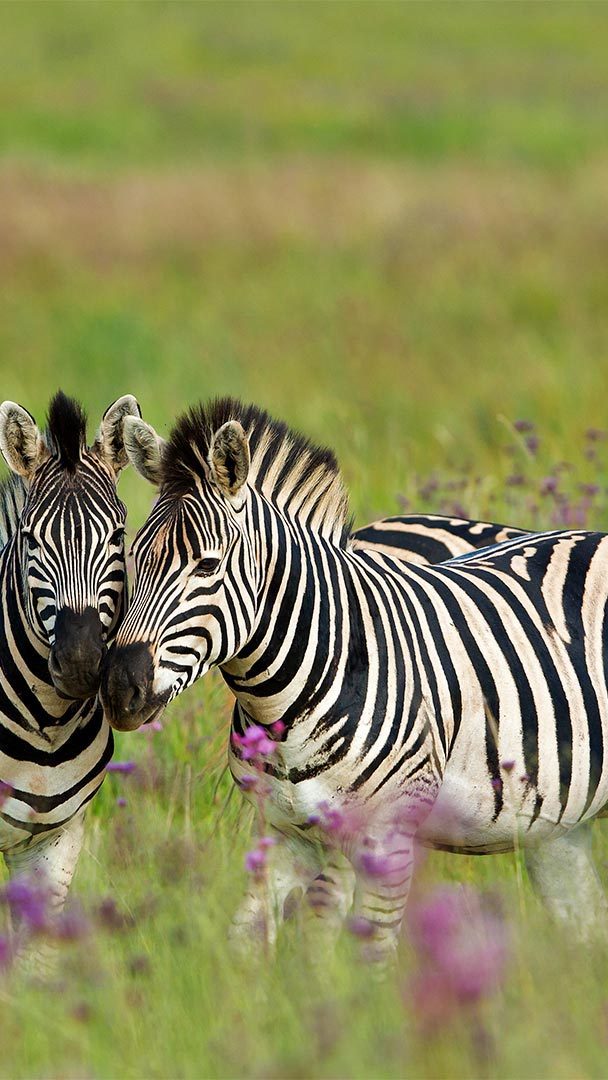 Zebras 1080P 2K 4K 5K HD wallpapers free download  Wallpaper Flare