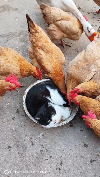The cat lies in the chicken's rice bowl and won't come out