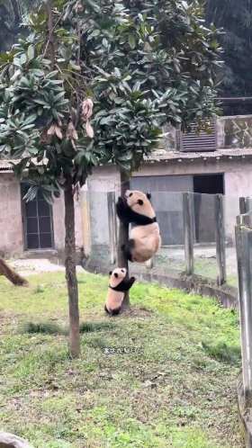 The giant panda sat down on the baby panda short MP4 video