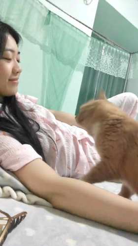 The kitten is super clingy and loves to act coquettishly short MP4 video