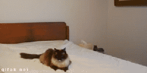 cat's provoke