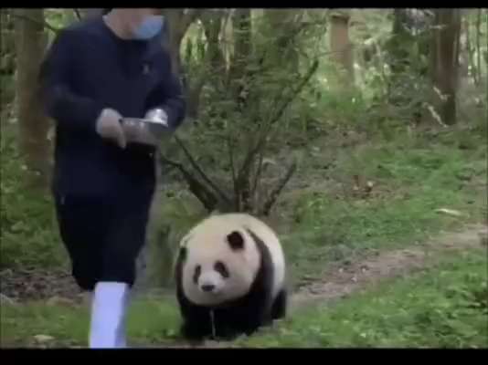 feeding giant pandas