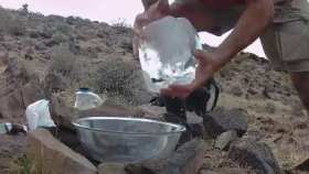Fox family enjoys cool water amid record heat short MP4 video