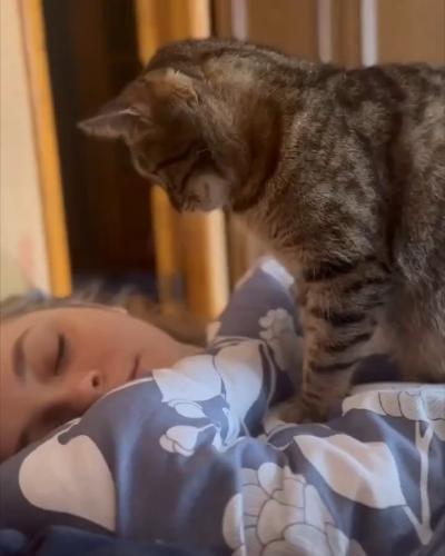 Gentle cat alarm clock
