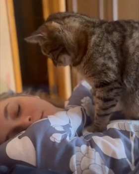 Gentle cat alarm clock short MP4 video