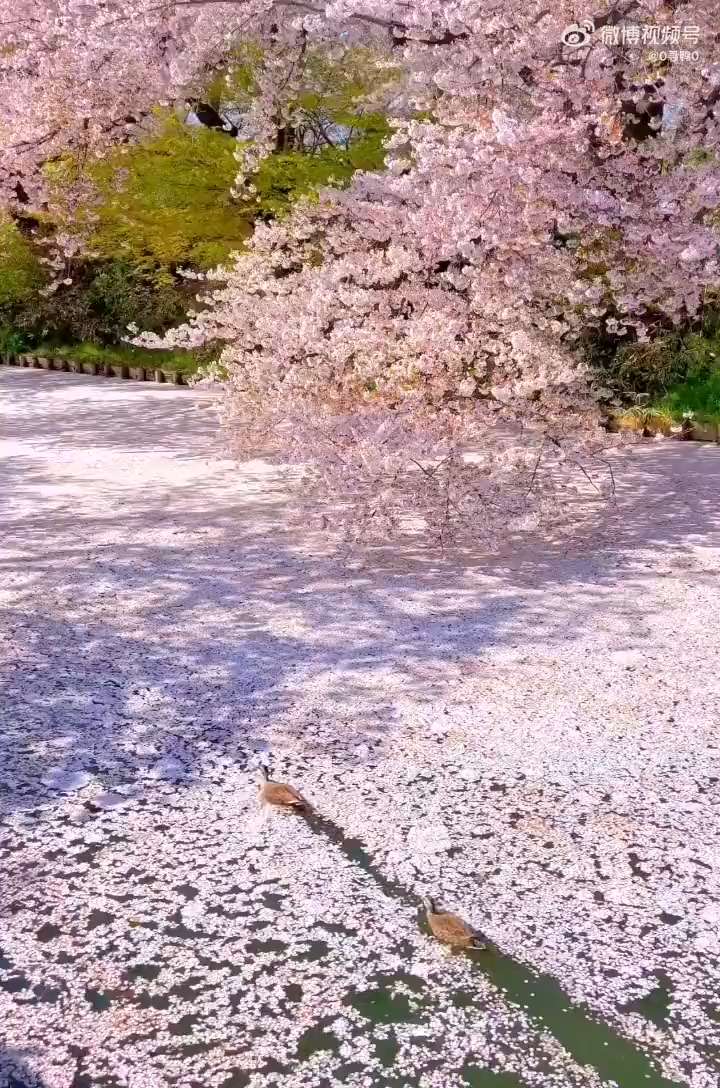 Ducks swim across the cherry blossom river