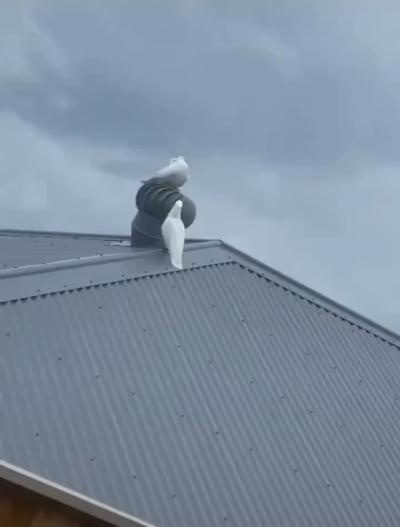 Parrot circling on the roof