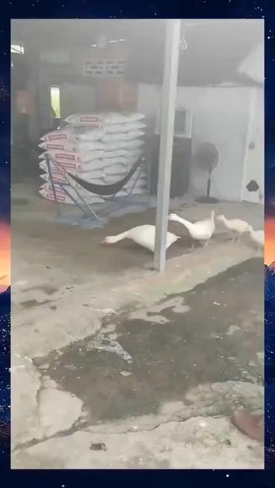 Goose pecks asshole
