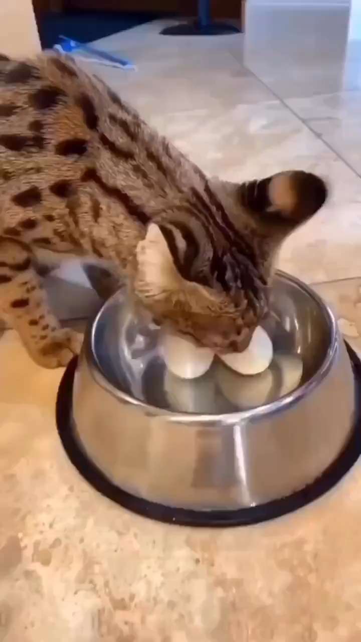 the cat plays with eggs