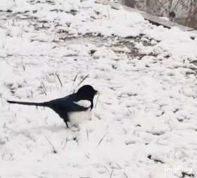 Magpie on the snow in winter short MP4 video