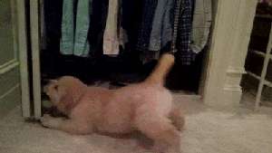 toypoodle sees himself in the mirror GIF