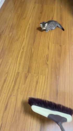 A Kitten Dancing with a Broom short MP4 video